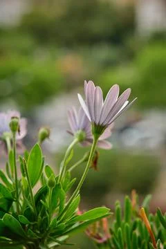 Half-opened chamomile bud close up 스톡 사진