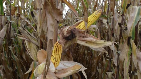 Half opened corn with corn silk in agricultural corn field Stock Footage 104378616