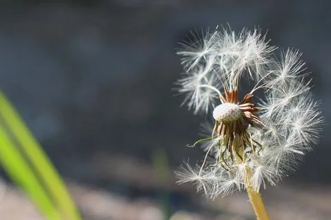 A half-opened dandelion bud.white dandelion flowers.High-quality photography Stock Photos