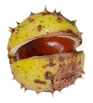 Half opened horse chestnut Stock Photos