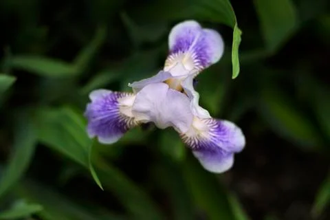 The half-opened lilac iris was shot flat lay Stock Photos