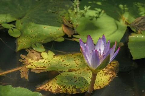 A half opened water lily partially illuminated by the light of the morning su Stock Photos