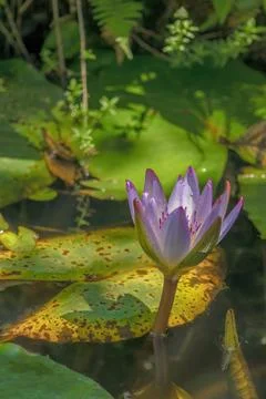 A half opened water lily partially illuminated by the light of the morning su 스톡 사진
