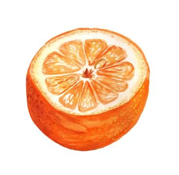 Half of orange Stock Illustration