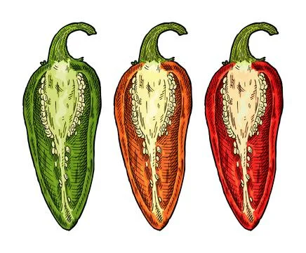 Half orange, red, green pepper jalapeno. Vintage vector engraving 스톡 일러스트