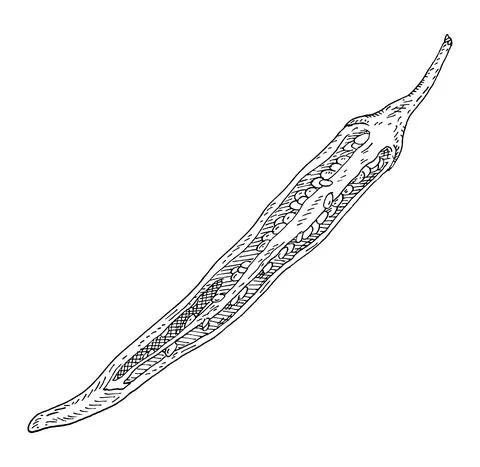 Half pepper cayenne. Vintage hatching gray monochrome illustration. Stockillustratie