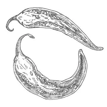 Half pepper chilli. Vintage hatching monochrome illustration. イラスト素材