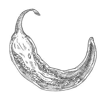Half pepper chilli. Vintage hatching monochrome illustration. Stockillustratie