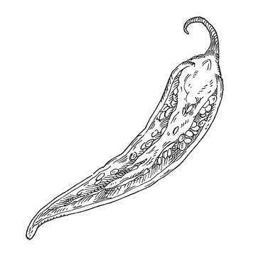 Half pepper chilli. Vintage hatching monochrome illustration. Stockillustratie