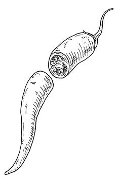Half pepper chilli. Vintage hatching gray monochrome illustration. イラスト素材