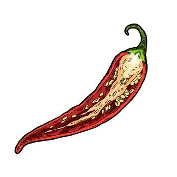 Half pepper chilli. Vintage vector hatching color illustration. Stock Illustration