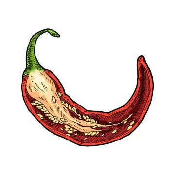Half pepper chilli. Vintage vector hatching color illustration. Stockillustratie