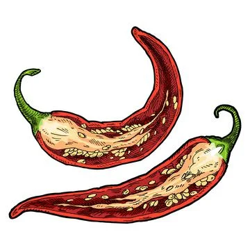 Half pepper chilli. Vintage vector hatching color illustration. Stockillustratie