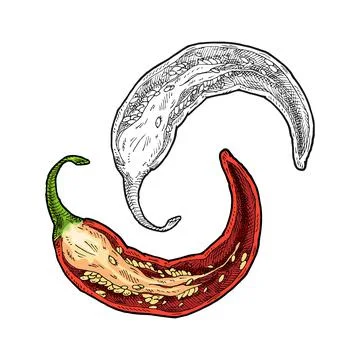 Half pepper chilli. Vintage vector hatching color illustration. Stockillustratie