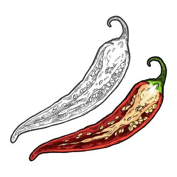 Half pepper chilli. Vintage vector hatching color illustration. Stock Illustration