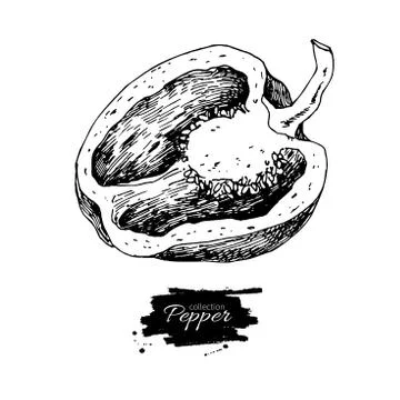 Half pepper hand drawn vector illustration. Vegetable engraved s Stock Illustration