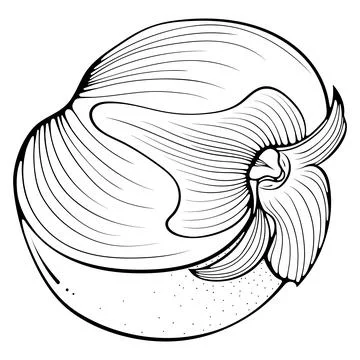 Half persimmon line art Stock Illustration
