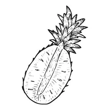 Half of pineapple fruit sketch. Hand drawn vector illustration Stock Illustration