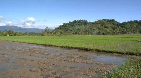 Half planted rice field, half lush green half brown and muddy Video stock 605258