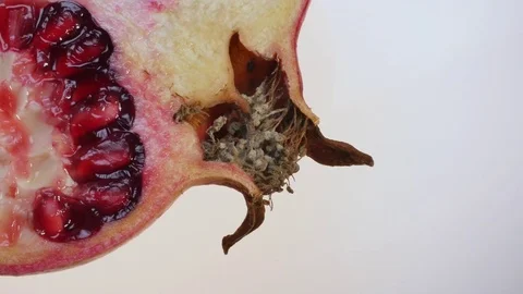 Half Pomegranate In From Left To Right Movement Macro Video stock 73514098
