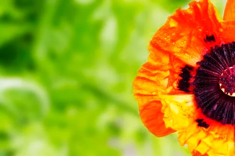 Half poppy Stock Photos