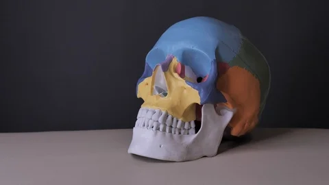 Half-profile view of the human skull anatomy. Gray background, shedows. Stock Footage 122525678
