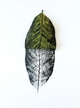 Half real green leaf and half black ink print showing intricate veins isola.. Stock Photos