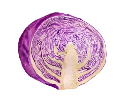 Half of red cabbage Stock Illustration
