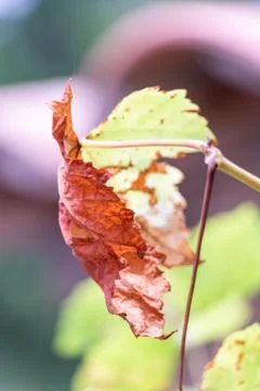 Half red vine leaf, half green on grape variety Stock Photos