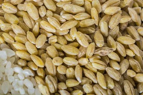 Half rice half grain wheat background Stock Photos