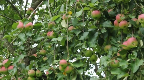 Half ripe apple branches bob in the wind Stock Footage 8524039