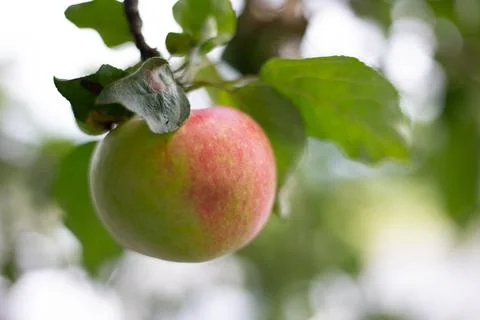 Half ripe apple on the tree Stock Photos