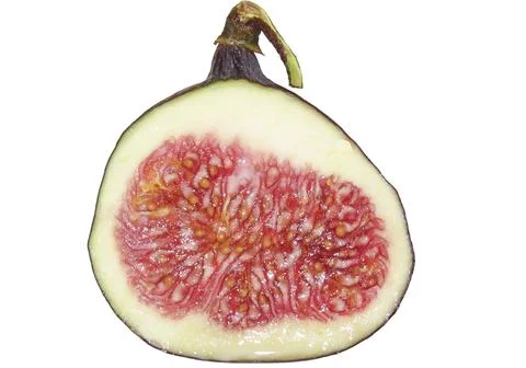 Half of ripe fig isolated on white background Stock Photos