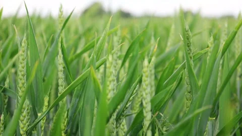 Half-Ripe Spikelets Of Cereal Crop Swaying In The Wind Close-Up Stock Footage 294101414