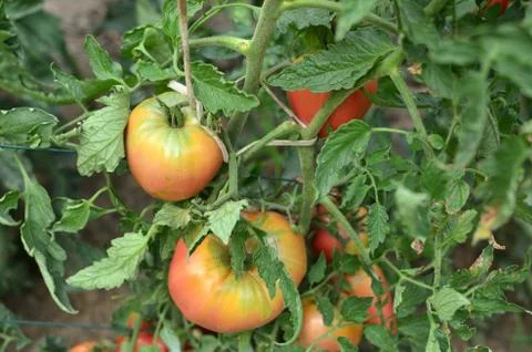 Half Ripe Tomatoes Stock Photos