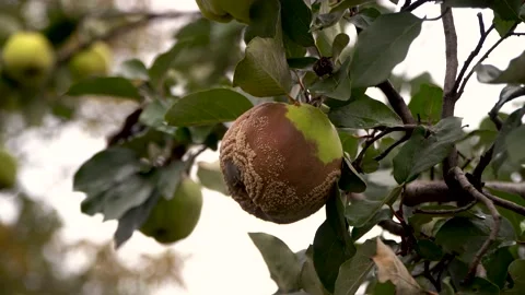 Half-rotted quince on a tree branch Stock Footage 141054777