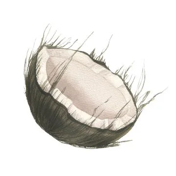 Half round coconut side view. Watercolor illustration hand drawn. Isolated Иллюстрация