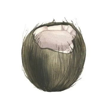 Half round coconut side view. Watercolor illustration hand drawn. Isolated Stockillustratie