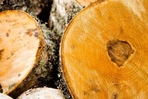 Half sawn off the tree stump Stock Photos