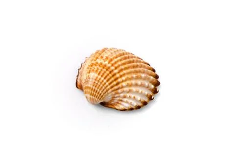 Half of a seashell isolated on white background. Stock Photos