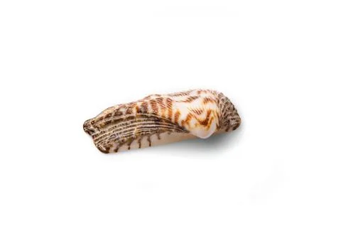 Half of a seashell isolated on white background. Stock Photos