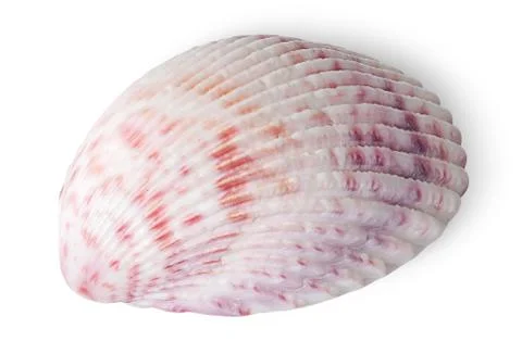 Half of seashell Stock Photos