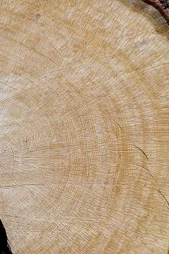 Half Section Oak Stock Photos