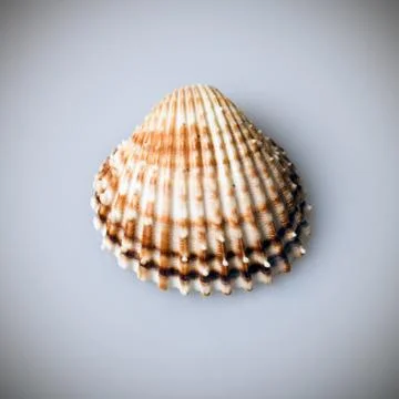 Half of shell closeup from above Stock Photos