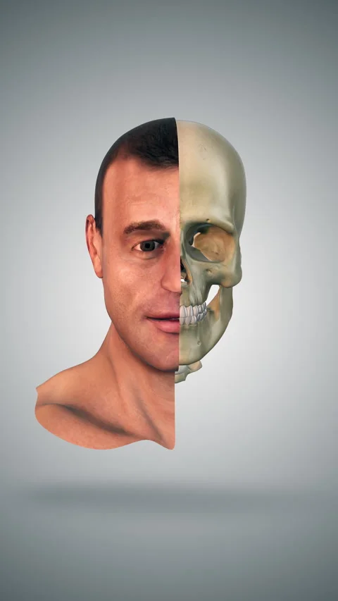 Half skull and face anatomy medical concept Vídeo Stock 285044393