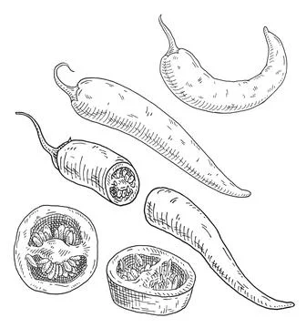 Half, slice and whole pepper chilli. Vintage hatching gray monochrome illus.. Stock Illustration