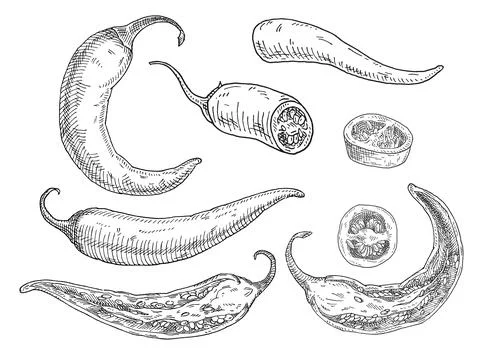 Half, slice and whole pepper chilli. Vintage hatching vector black monochrome Stock Illustration