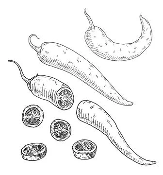 Half, slice and whole pepper chilli. Vintage hatching vector black monochrome Stock Illustration
