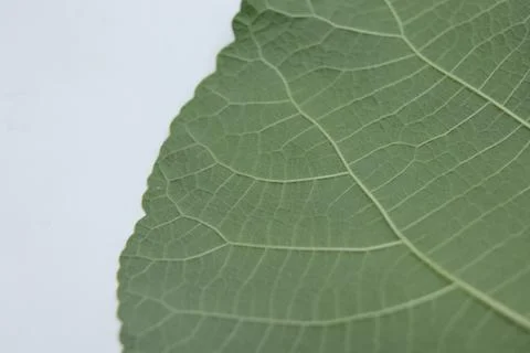 Half slice of fig tree leaves Stock Photos