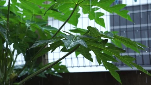 Half speed slow motion of rain fall on papaya leafs Stock Footage 190199913